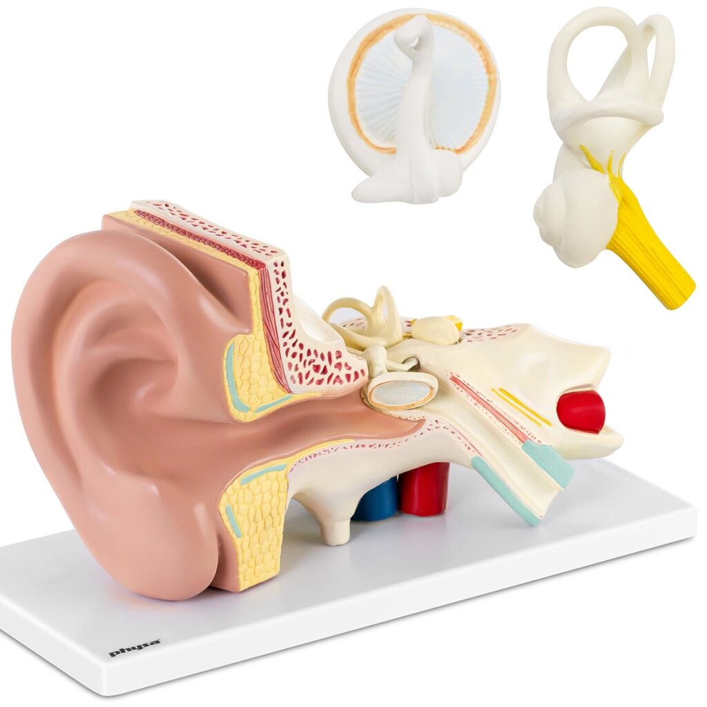 3D anatominis žmogaus ausies modelis Physa kaina ir informacija | Lavinamieji žaislai | pigu.lt