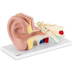 3D анатомическая модель уха человека со съемными элементами, масштаб 3:1 цена и информация | Развивающие игрушки | pigu.lt