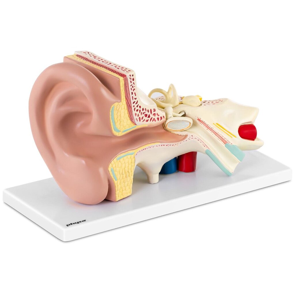 3D anatominis žmogaus ausies modelis Physa kaina ir informacija | Lavinamieji žaislai | pigu.lt