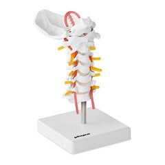 Žmogaus kaklo stuburo anatominis modelis Physa, 1:1 цена и информация | Развивающие игрушки | pigu.lt