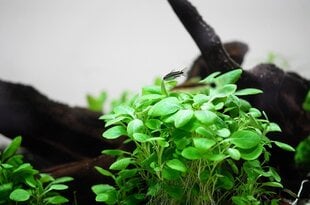 Живое аквариумное растение - Lobelia cardinalis mini цена и информация | Аквариумные растения и декорации | pigu.lt
