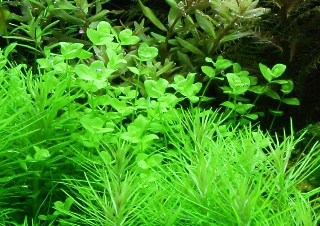 Gyvas akvariumo augalas Micranthemum umbrosum kaina ir informacija | Akvariumo augalai, dekoracijos | pigu.lt
