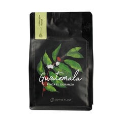 Coffee Plant Gwatemala malta kava, 250g kaina ir informacija | Kava, kakava | pigu.lt