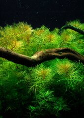 Gyvas akvariumo augalas Myriophyllum mattogrossense kaina ir informacija | Akvariumo augalai, dekoracijos | pigu.lt