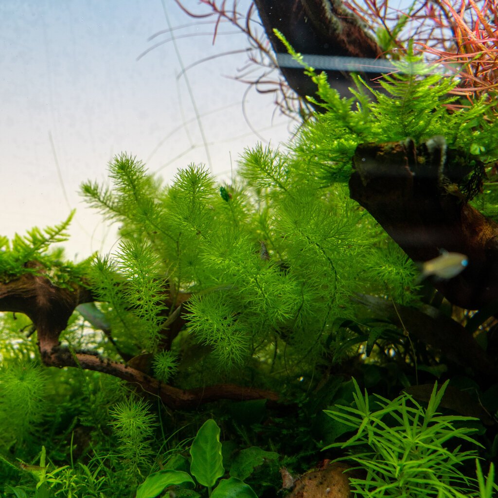 Gyvas akvariumo augalas Myriophyllum guyana цена и информация | Akvariumo augalai, dekoracijos | pigu.lt