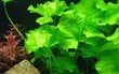 Gyvas akvariumo augalas - Nymphoides hydrophylla 'Taiwan' kaina ir informacija | Akvariumo augalai, dekoracijos | pigu.lt