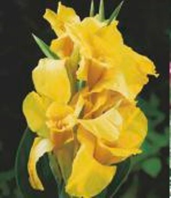 Kanos Yellow Humbert kaina ir informacija | Gėlių svogūnėliai | pigu.lt