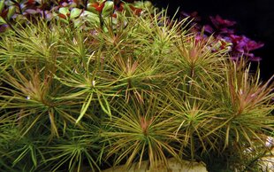 Gyvas akvariumo augalas Pogostemon stellatus kaina ir informacija | Akvariumo augalai, dekoracijos | pigu.lt