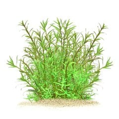 Живое аквариумное растение-Pogostemon yatabeanus цена и информация | Аквариумные растения и декорации | pigu.lt