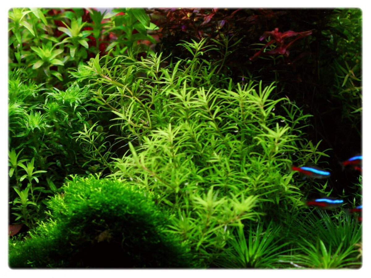 Gyvas akvariumo augalas Pogostemon yatabeanus цена и информация | Akvariumo augalai, dekoracijos | pigu.lt