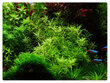 Gyvas akvariumo augalas Pogostemon yatabeanus цена и информация | Akvariumo augalai, dekoracijos | pigu.lt