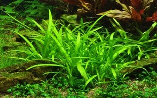 Gyvas akvariumo augalas Sagittaria subulata kaina ir informacija | Akvariumo augalai, dekoracijos | pigu.lt