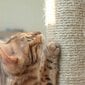 Kačių drąskyklė Purlov 21711, 61-100 cm, pilka kaina ir informacija | Draskyklės | pigu.lt