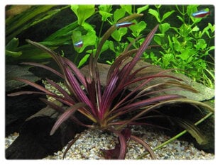 Gyvas akvariumo augalas Echinodorus rubin siauri lapai kaina ir informacija | Akvariumo augalai, dekoracijos | pigu.lt