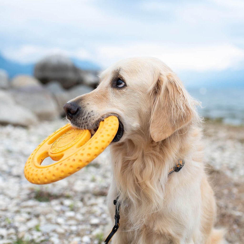 Žaislas šunims Frisbee guminė skraidanti lėkštė, oranžinė, 22 cm, maxi kaina ir informacija | Žaislai šunims | pigu.lt