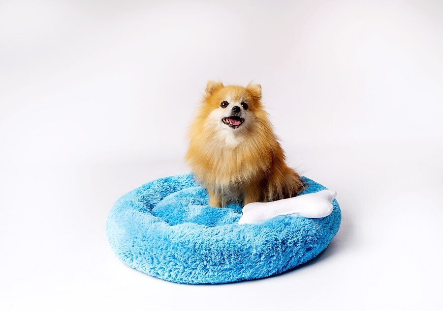 Guolis šunims Go Gift Shaggy, įvairių dydžių, mėlynas цена и информация | Guoliai, pagalvėlės | pigu.lt