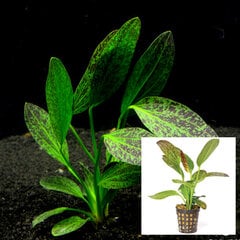Живое аквариумное растение - Echinodorus Green Flame цена и информация | Аквариумные растения и декорации | pigu.lt