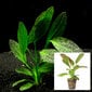 Gyvas akvariumo augalas Echinodorus Green Flame цена и информация | Akvariumo augalai, dekoracijos | pigu.lt