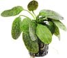 Gyvas akvariumo augalas Echinodorus Green Flame цена и информация | Akvariumo augalai, dekoracijos | pigu.lt