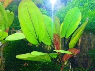 Gyvas akvariumo augalas Echinodorus Frank Stoffels kaina ir informacija | Akvariumo augalai, dekoracijos | pigu.lt