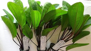 Живое аквариумное растение - Echinodorus Frank Stoffels цена и информация | Аквариумные растения и декорации | pigu.lt
