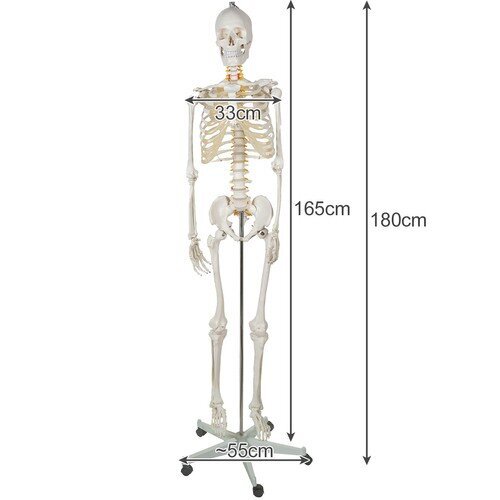 Žmogaus skeleto modelis Malatec, 170 cm kaina ir informacija | Lavinamieji žaislai | pigu.lt
