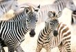 Dėlionė Castorland Zebrai, 1000 d. kaina ir informacija | Dėlionės (puzzle) | pigu.lt