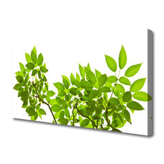 Reprodukcija Augalų lapų šakos kaina ir informacija | Reprodukcijos, paveikslai | pigu.lt