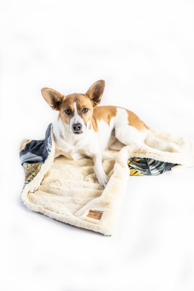 Dvipusė patogi antklodė šunims Lairs, S dydis цена и информация | Guoliai, pagalvėlės | pigu.lt