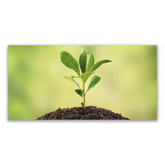 Reprodukcija Augalų augalai kaina ir informacija | Reprodukcijos, paveikslai | pigu.lt