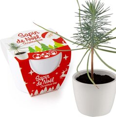 Kalėdinė dekoracija Kalėdų medelio auginimo rinkinys kaina ir informacija | Kalėdinės dekoracijos | pigu.lt