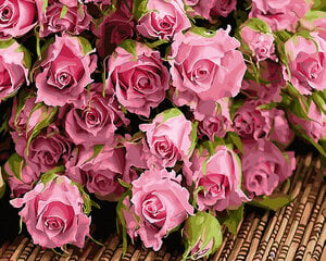 Tapyba pagal skaičius Švelnios rožinės rožės 40x50 cm цена и информация | Живопись по номерам | pigu.lt