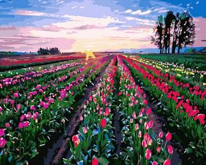 Tapyba pagal skaičius Tulpių laukas 40x50 cm kaina ir informacija | Tapyba pagal skaičius | pigu.lt