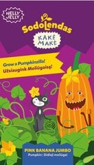 Didieji moliūgai Pink Banana Jumbo Kakė Makė Sodolendas цена и информация | Семена овощей, ягод | pigu.lt