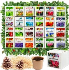 Advento kalendorius su augalų sėklomis kaina ir informacija | Daržovių, uogų sėklos | pigu.lt