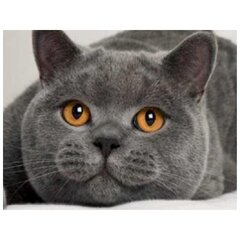 Deimantinė mozaika Pilka katė 40x30 cm kaina ir informacija | Deimantinės mozaikos | pigu.lt