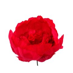 Dirbtinė gėlė Bijūno žiedas цена и информация | Искусственные цветы | pigu.lt