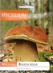 Белый гриб, Боровик Boletus edulis цена и информация | Семена овощей, ягод | pigu.lt