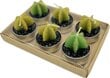 Žaliosios arbatos muilo ir kaktusų žvakių dovanų rininys Vonios rojus цена и информация | Muilai | pigu.lt