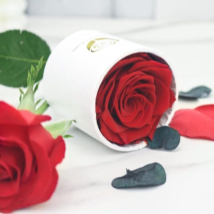 Stabilizuota rožė Mieganti rožė kaina ir informacija | Miegančios rožės, stabilizuoti augalai | pigu.lt