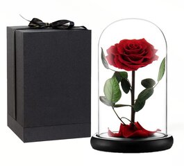 Tikra amžina rožė stikliniame kupole 22 cm kaina ir informacija | Kitos originalios dovanos | pigu.lt