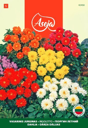 Vasarinis jurginas /Dahlia/ Rigoletto, ASEJA, 0,5g, 42450( 5 ) kaina ir informacija | Gėlių sėklos | pigu.lt