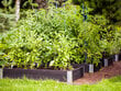 Paaukštinta medinė daržo lysvė, juoda, 80x60x19,5cm kaina ir informacija | Šiltnamiai | pigu.lt