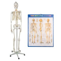 Скелет человека - 170 см цена и информация | Развивающие игрушки | pigu.lt