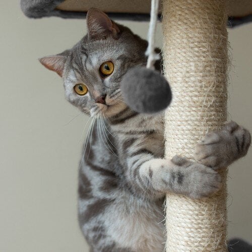 Katės draskyklė, 71cm, pilka kaina ir informacija | Draskyklės | pigu.lt