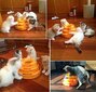 Trisluoksnis sukamas žaislas katėms, oranžinis kaina ir informacija | Žaislai katėms | pigu.lt