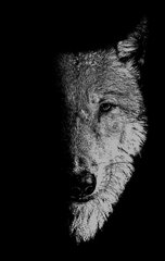 In the Company of Wolves: Werewolves, Wolves and Wild Children kaina ir informacija | Istorinės knygos | pigu.lt