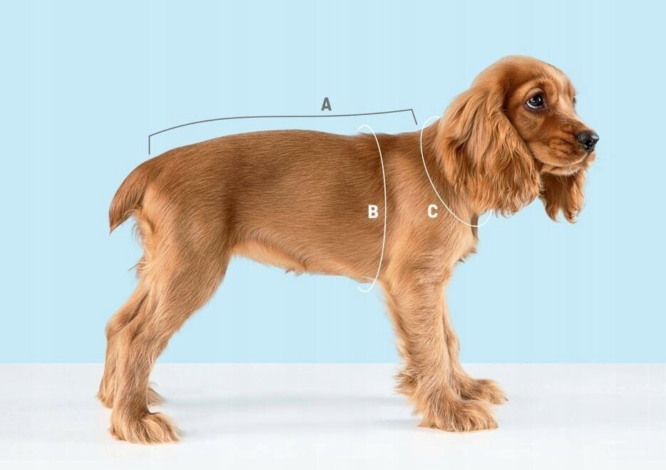 Žieminė striukė šunims Animal Design Flash, įvairių dydžių, žalia kaina ir informacija | Drabužiai šunims | pigu.lt