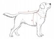 Žieminė striukė šunims Animal Design, įvairių dydžių, juoda/raudona цена и информация | Drabužiai šunims | pigu.lt