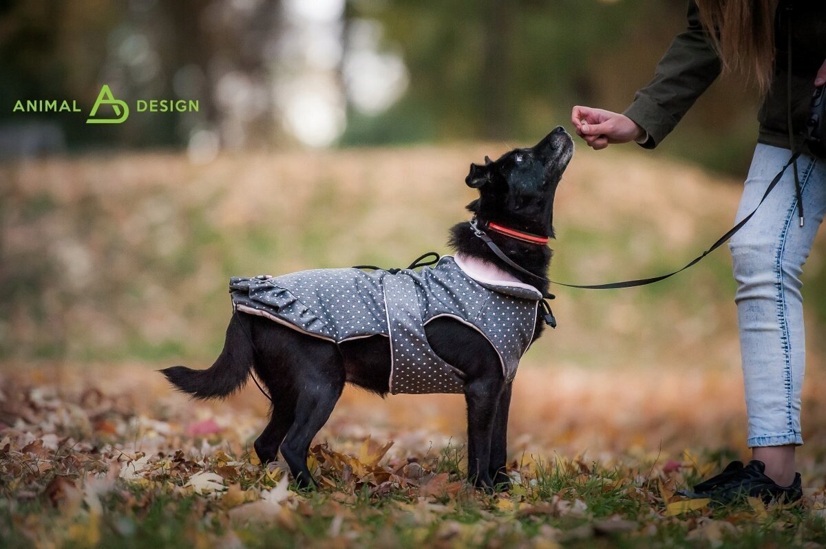 Žieminė striukė šunims Animal Design Lady, įvairių dydžių, raudona цена и информация | Drabužiai šunims | pigu.lt